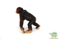 Preview: Schleich Schimpanse Männchen 14817